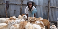 Sindayo, a sheep farmer in Tigray, Ethiopia