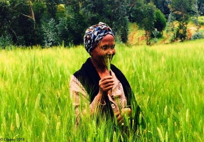 Meti Feyisaa, a farmer in Waji Chilalo, Ethiopia. 