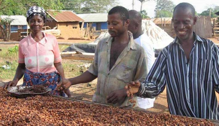 Farmers preparing cocoa for drying at Ampenkro village, Ghana