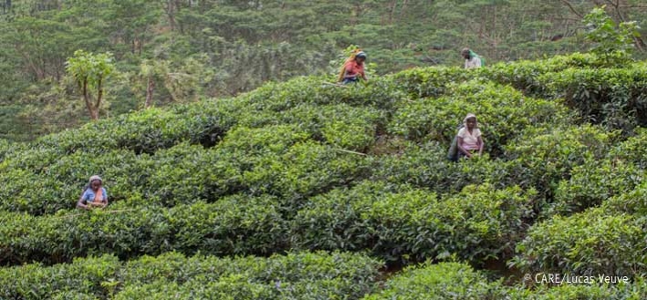 Workers on a tea plantation near Kandy, Sri Lanka