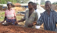 Farmers preparing cocoa for drying at Ampenkro village, Ghana