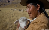 A Peruvian farmer with lamb