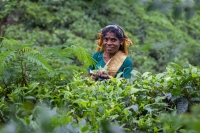 A tea picker in Sri Lanka