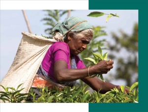 Empowering Workers on the Tea Sector of Sri Lanka