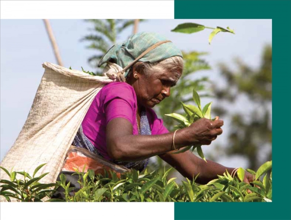 Empowering Workers on the Tea Sector of Sri Lanka