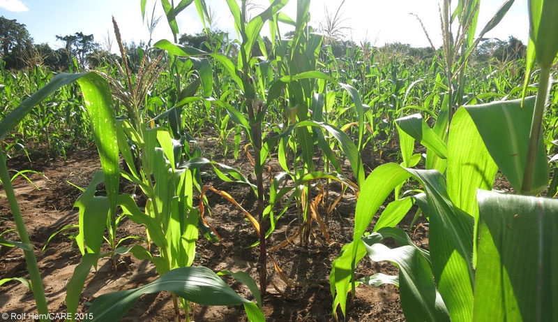Maize field in Mozambique